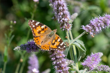 Nymphalidae / Diken Kelebeği / Painted Lady / Vanessa cardui