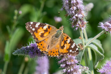 Nymphalidae / Diken Kelebeği / Painted Lady / Vanessa cardui
