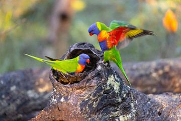 Rainbow Lorikeet bird couple