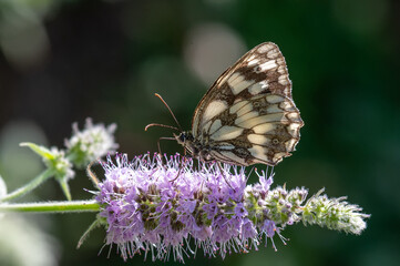 Obraz premium butterfly on thistle
