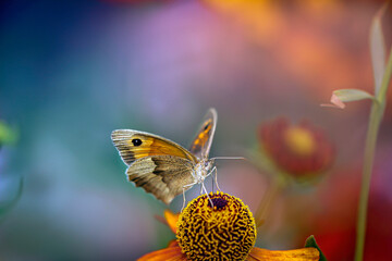 Fototapeta Kolorowy motyl na kwiatku obraz