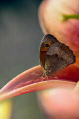 motyl na płatku lilii © Gabriela