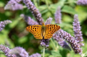 Nymphalidae / İspanyol Kraliçesi / Queen of Spain fritillary / Issoria lathonia