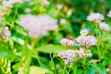 Biene auf weissen Blüten