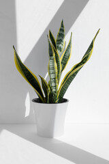 Sansevieria plant in a modern pot in the sun against the background of a white wall. Home plant Sansevieria trifa. Home gardening concept. Houseplants in a modern interior.	 