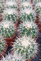 Many cacti are grown in brown pots and sold at the cactus market, rows of cacti in an indoor nursery. Selective focus