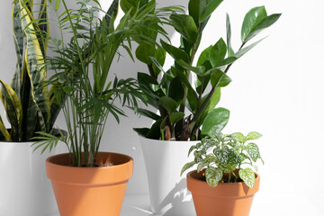 Fototapeta premium Home plants in different pots on a white background: hamedorea or areca palm, fittonia, sansevieria, zamiokulkas. Home gardening concept. Houseplants in a modern interior.