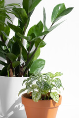 Home plants fittonia and zamiokulkas in different pots on a white background. Home gardening concept. Houseplants in a modern interior.	