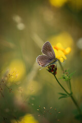 Obraz na płótnie Canvas Motyl na polnym kwiatku