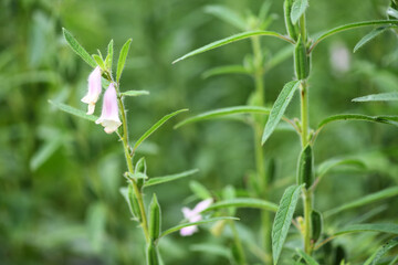 Obraz premium sesame flower