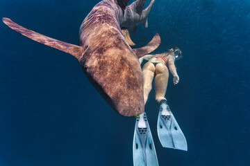 Woman swimming by nurse shark in deep sea