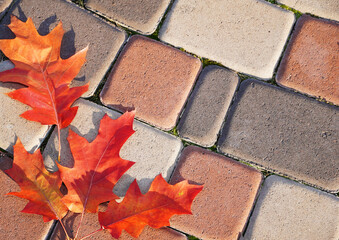  Fall maple leaf on decorative pavement. Autumn background. Copy space.