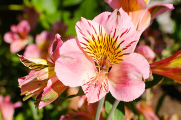Pink lilies blooming in spring