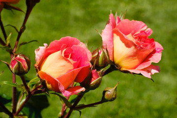 Peach colored roses blooming in spring