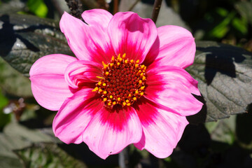 Head of pink blooming dahlia flower