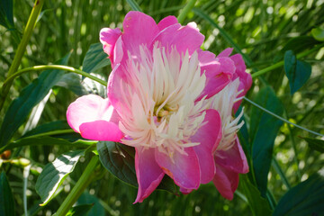 Head of pink blooming peony