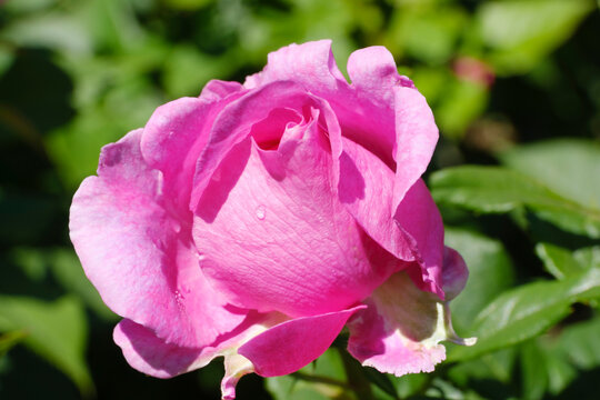 Head of pink blooming rose