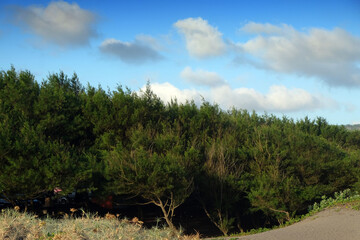 Obraz premium Beach with sand dunes and marram grass in soft evening sunset light.