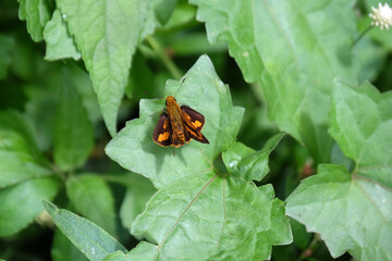 little butterfly on green leaves