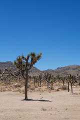 Fototapeta na wymiar Parc national de Joshua Tree avec ses cactus