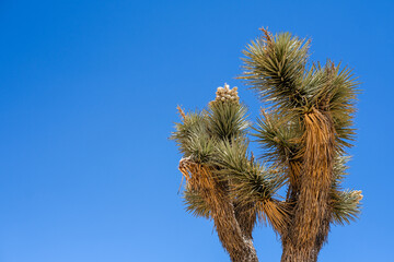 Parc national de Joshua Tree avec ses cactus
