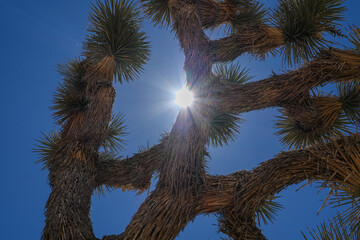 Parc national de Joshua Tree avec ses cactus