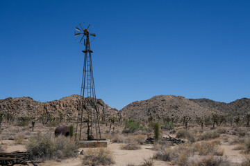 Parc national de Joshua Tree avec ses cactus