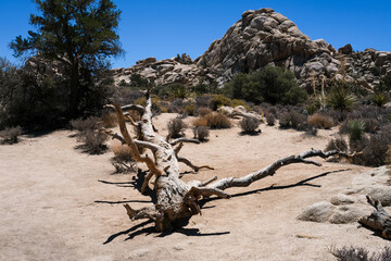 Parc national de Joshua Tree avec ses cactus