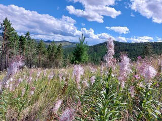 Seed stage of Chamaenerion is a genus of flowering plants in the family Onagraceae also called fireweed, rosebay willowherb