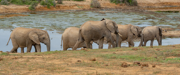 Elefant am Wasserloch in der Wildnis und Savannenlandschaft von Afrika © ShDrohnenFly