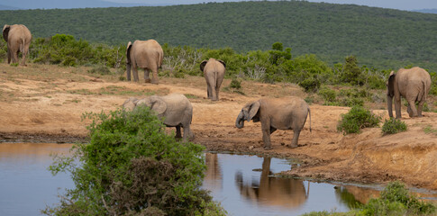 Naklejka na ściany i meble Elefant am Wasserloch in der Wildnis und Savannenlandschaft von Afrika