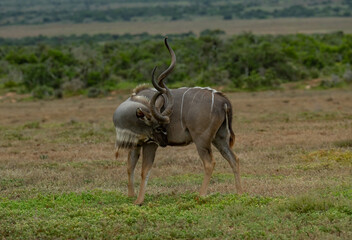 Großer Strepsiceros Kudu Bock in der Wildnis und Savannenlandschaft von Afrika