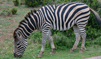 Fototapeta na wymiar Zebras in der Wildnis und Savannenlandschaft von Afrika