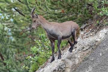 Ibex mountain female at the edge of the woodland (Capra ibex)