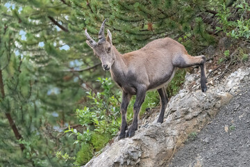 Alpine ibex female on the rock (Capra ibex)