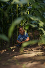 Naklejka na ściany i meble A little boy hid in a cornfield