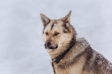 A large dog of an unknown breed sits on a chain against the background of snow-white snowdrifts in winter