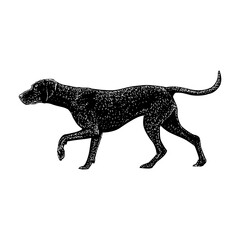 Vizsla hand drawing vector illustration isolated on background