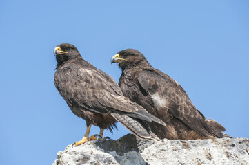 Galapagos Hawks (Buteo galapagoensis), Hispanola Island, Galapagos, Ecuador
