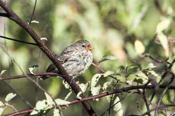 Galapagos Medium Ground-Finch (Geospiza fortis), Bahia Urvina, Isabela Island, Galapagos, Ecuador