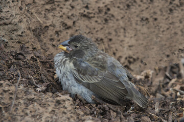 Galapagos Medium Ground-Finch (Geospiza fortis), Santa Cruz Island, Galapagos, Ecuador, Unesco World Heritage Site