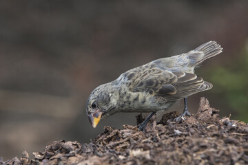 Galapagos Medium Ground-Finch (Geospiza fortis), Santa Cruz Island, Galapagos, Ecuador