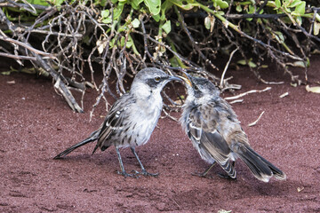 Galapagos Mockingbird (Nesomimus parvulus) feeding its chick