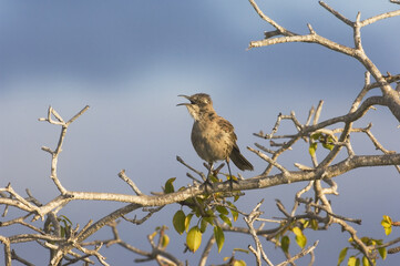 Chatham Island Mockingbird (Nesomimus melanotis), San Cristobal Island, Galapagos Islands