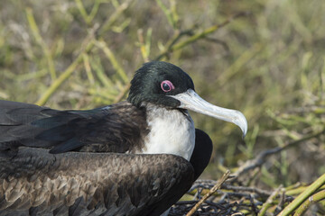 Magnificent Frigate Bird female, (Fregata magnificens), North Seymour Island, Galapagos, Ecuador