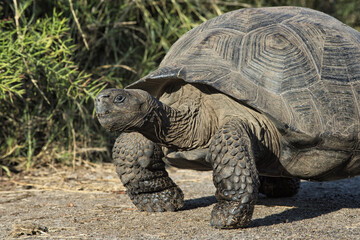 Galapagos Giant Tortoise (Geochelone elephantophus vandenburgi), Bahia Urvina, Isabela Island, Galapagos, Ecuador