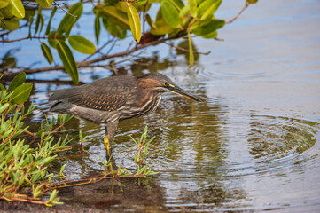 Striated Heron (Butorides striata), Floreana Island, Galapagos, Ecuador