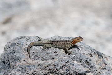 Galapagos Lava Lizard (Microlophus albemarlensis), South Plaza Island, Galapagos, Ecuador