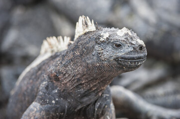 Marine Iguana (Amblyrhynchus cristatus hassi), Punta Espinoza, Fernandina Island, Galapagos, Ecuador