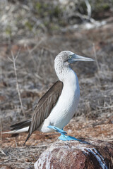 Fototapeta na wymiar Galapagos Blue-footed Booby (Sula nebouxii excisa), North Seymour Island, Galapagos, Ecuador